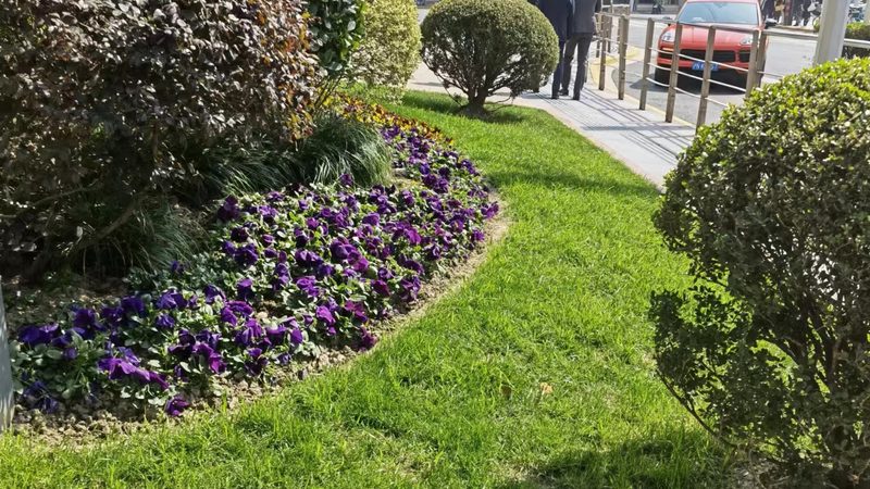 耐阴室内垂直绿化植物的选择要点