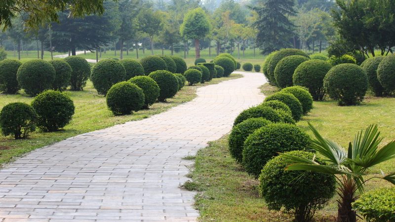 道路绿化植物配置设计要点解析