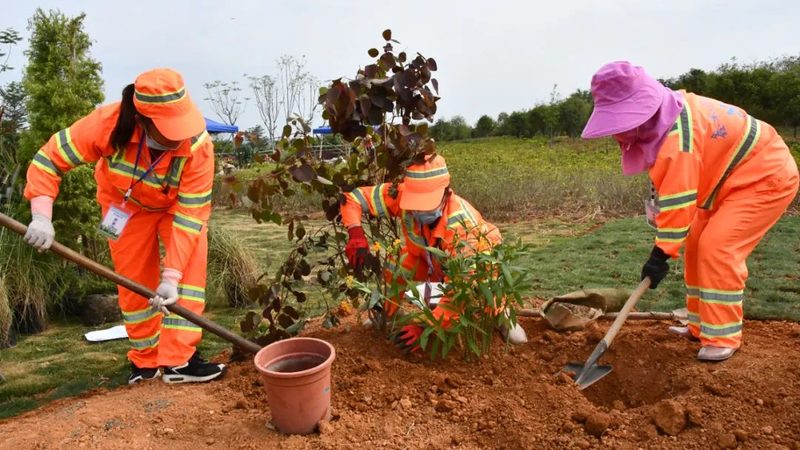 道路绿化带灌木品种图片及名称
