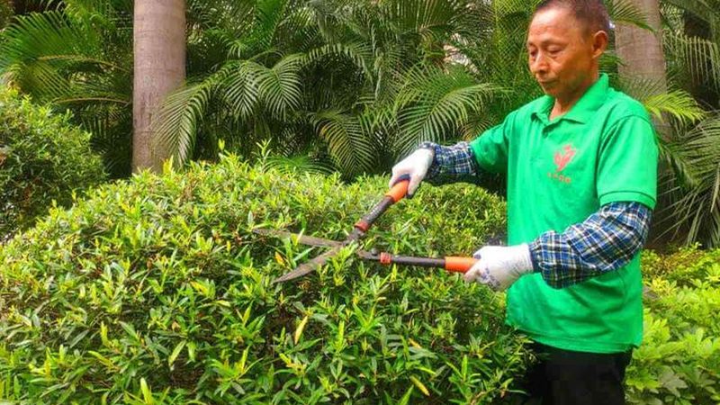 四川苗木基地报价之谜：揭秘苗木价格构成**